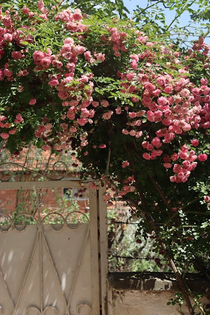 A lush climbing rose bush with dense clusters of pink flowers and green foliage, cascading over a white wrought iron gate and structure. The roses’ petals appear soft and full, with some buds beginn
