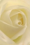 This close-up draws you inward, as if stepping through the leafy streets of Notting Hill and finding yourself nestled within the spiraling embrace of a cream-white rose. Each petal unfurls in gentle motion, inviting a tactile sense of silkiness, their texture so fine they appear kissed by the first dew of morning. Soft light filters across ivory layers, deepening shadows that lend quiet drama and depth to the bloom's heart. The mood echoes the peace one feels during an early stroll past pastel townhouses or the first quiet gesture at a local art gallery. In the hands of a Notting Hill florist, this rose transforms into a profound symbol of respect, reverence, and new beginnings-well-suited for sympathy arrangements, tokens of admiration, or celebratory bouquets sent across West London. There is an understated eloquence in the subtle fragrance, promising comfort and grace to those who receive it and reflecting the thoughtful artistry behind every meaningful bouquet crafted for the community.